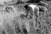 농촌 벼수확광경2