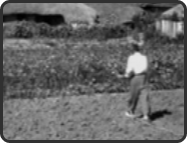 보리를 기르는 새비료 (1958, 양종해)