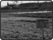 보리를 기르는 새비료 (1958, 양종해)