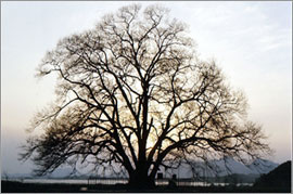 천연기념물 39호 비자나무(1978, CET0061330(1-1)) 참고 이미지