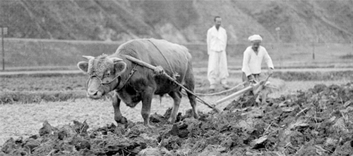 밭을 가는 농부 (1958)