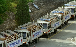 북한으로 보내는 소를 태운 트럭행렬