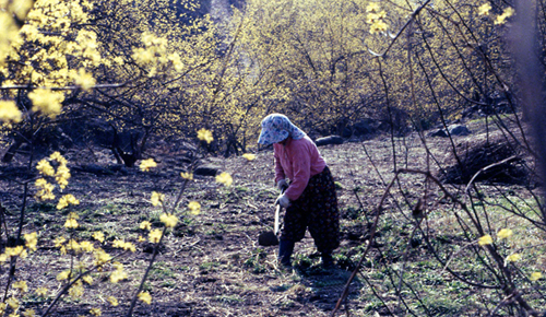 산수유 나무 아래서 밭을 일구는 사람 (1997)