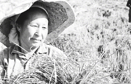 ‘깔리닌 집단농장’의 농부가 두 배의 수확을 거두고 기뻐하는 모습(우즈베키스탄, 1969년)