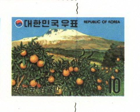 관광 시리즈(제주도 감귤밭)