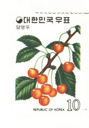 과실시리즈(10원:양앵두)