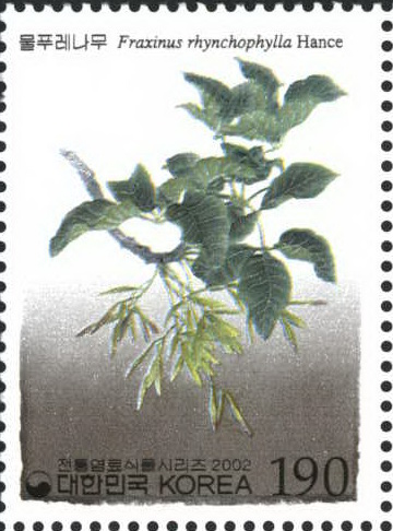 전통염료식물 시리즈(물푸레나무)
