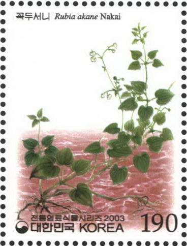 전통 염료 식물 시리즈(꼭두서니)