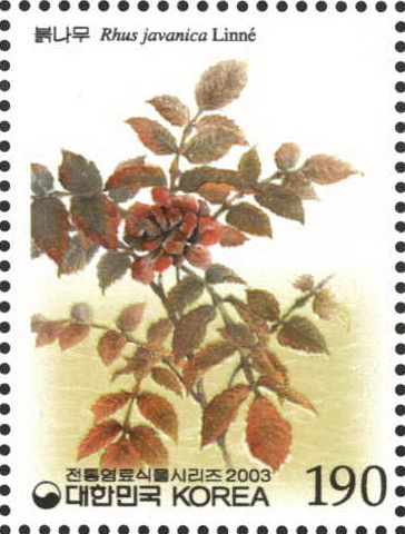 전통 염료 식물 시리즈(붉나무)