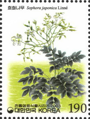 전통 염료 식물 시리즈(회화나무)