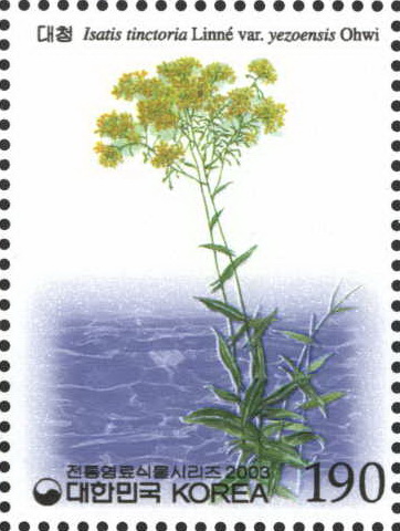 전통 염료 식물 시리즈(대청)