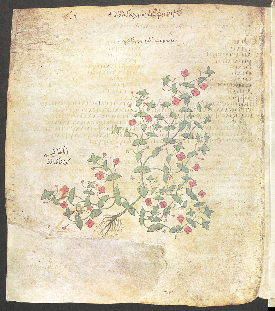 약물지 사본

고대 지중해 지역의 약초학자인 디오스코리데스(Pedanius Dioscorides, 40~90년경)가 저술한 필사본으로 양피지 491장(37cm×30cm)에 동식물 그림 400여 점이 포함되어 있다.
