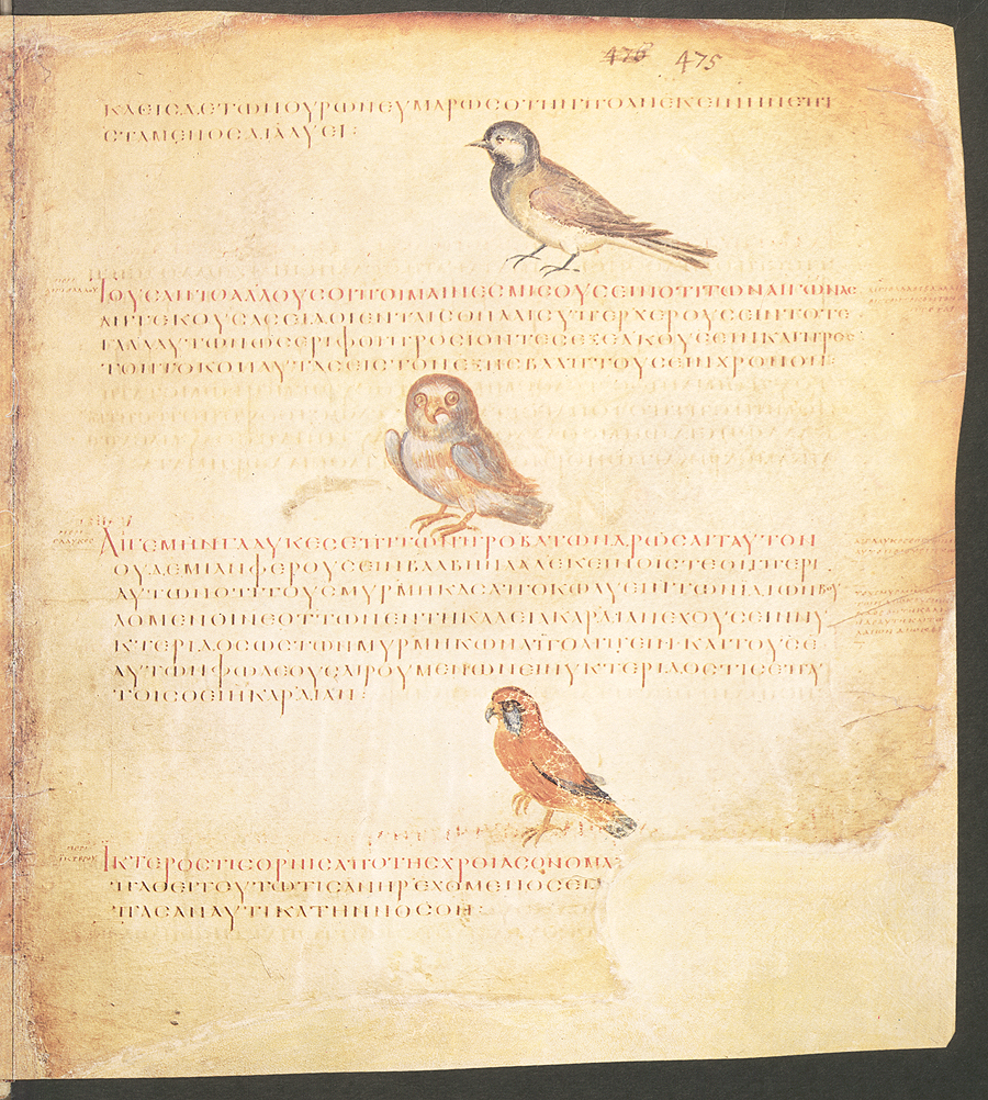 약물지 사본

고대 지중해 지역의 약초학자인 디오스코리데스(Pedanius Dioscorides, 40~90년경)가 저술한 필사본으로 양피지 491장(37cm×30cm)에 동식물 그림 402여 점이 포함되어 있다.
